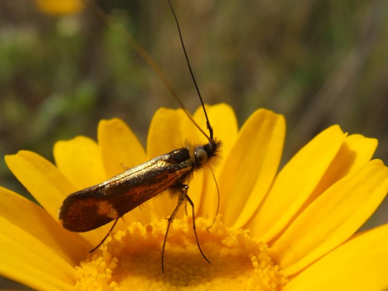 Adelidae da determinare